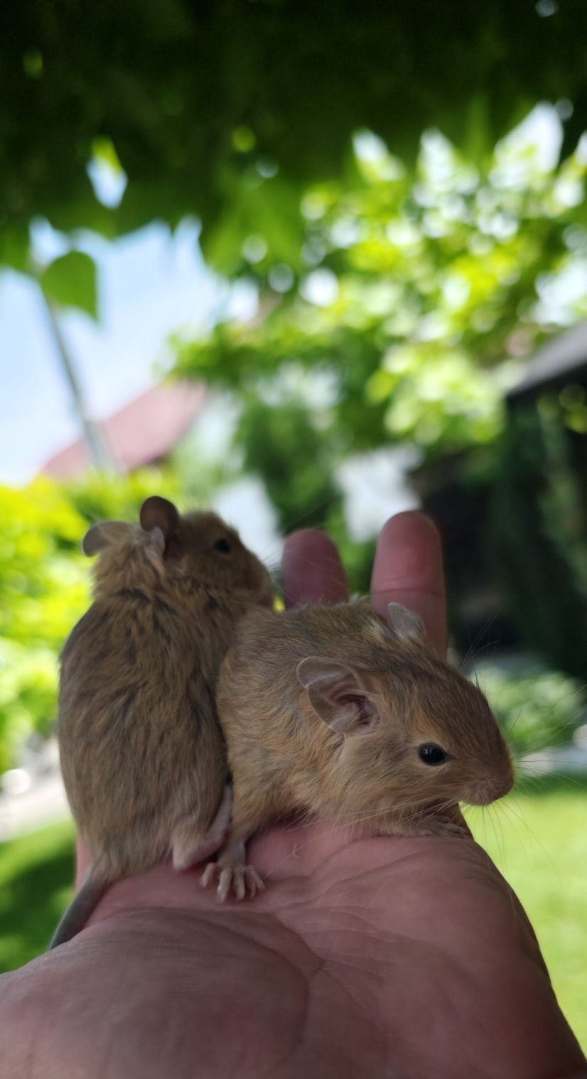 Vând veverițe degu pui