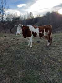 De vânzare vacă bălțată românească