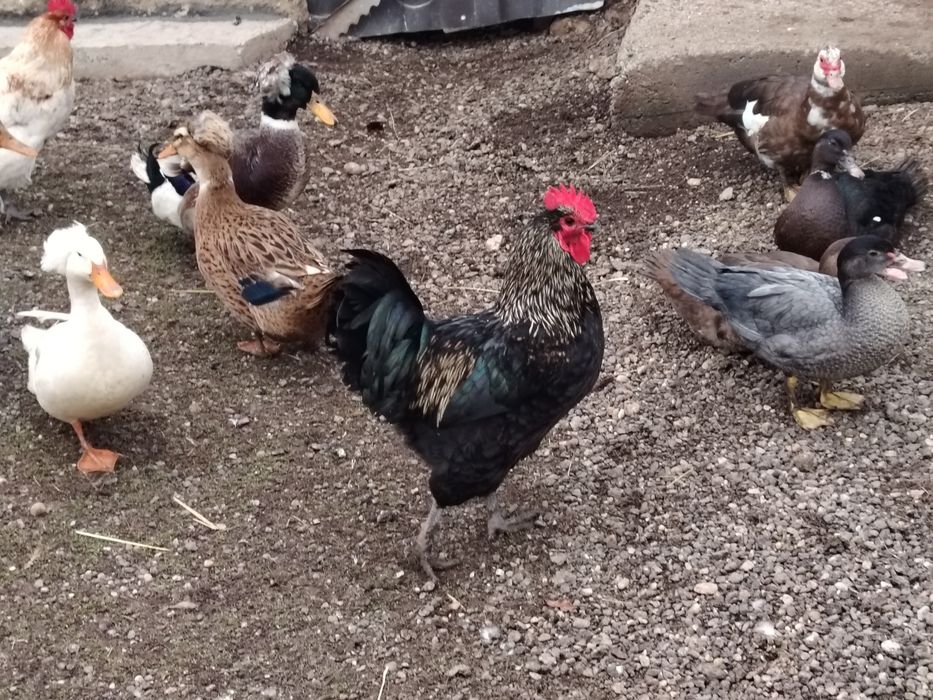 Vând 2 cocoși țărănești