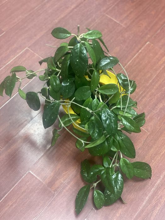 Комнатное растение Хойя