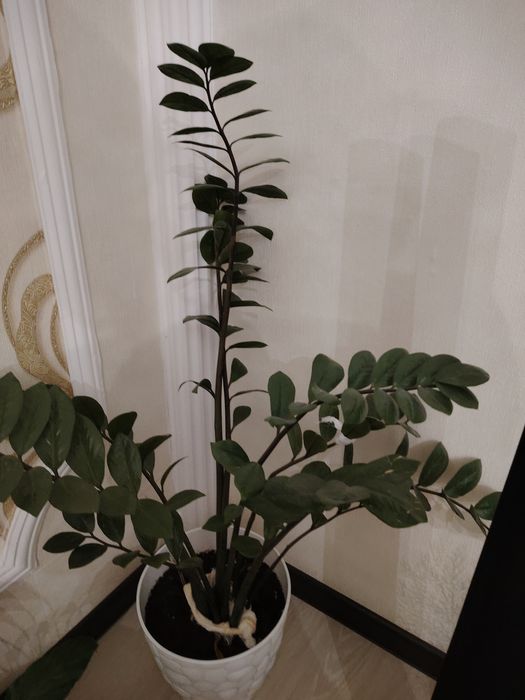 Продам цветок доллар, женское счастье, размер большие