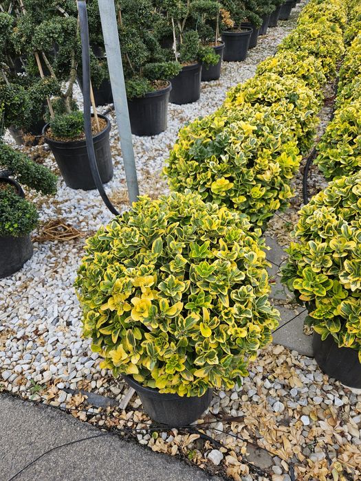 Eunimus și pom pon toate dimensiunile