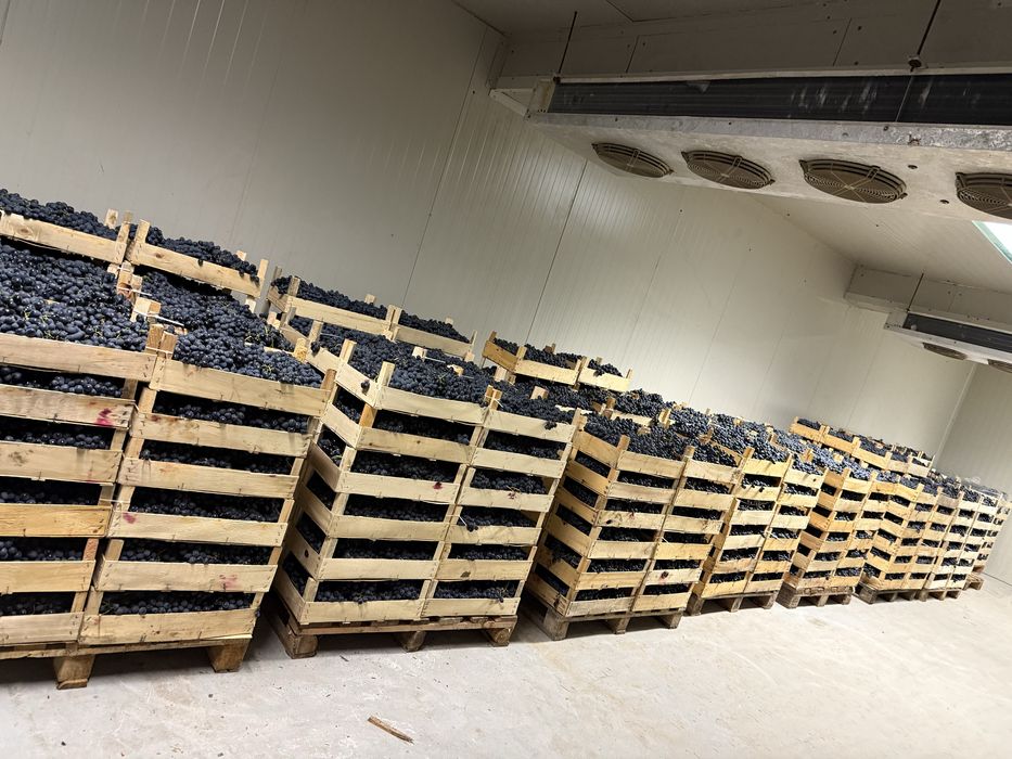 Struguri de masa- Moldova