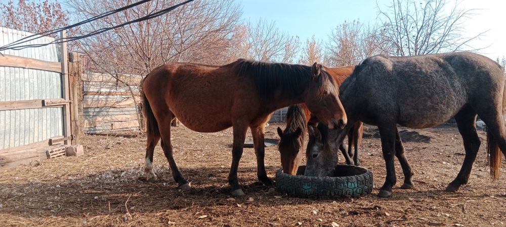 Продам или обмен на две телок или коров.