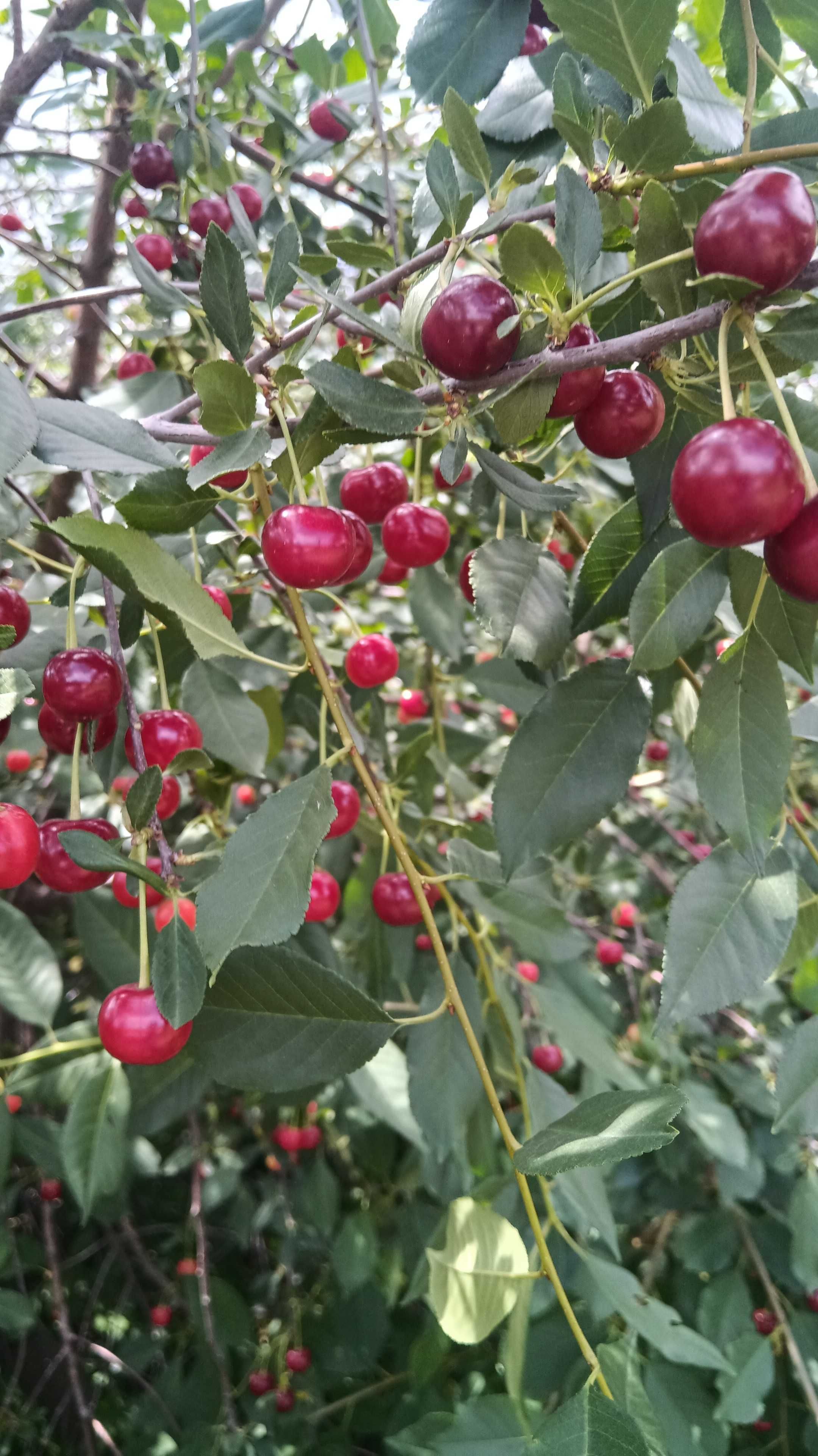 Продам спелую домашнюю вишню