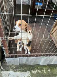Cățelușă beagle tricoloră
