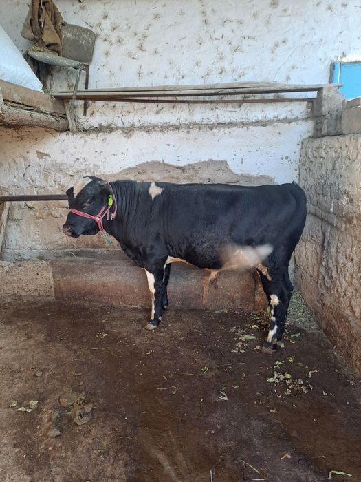 Продоется бык ппппп