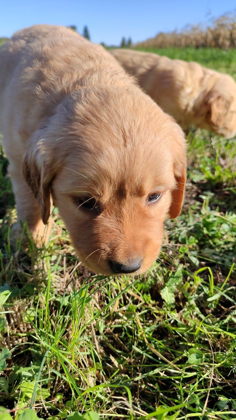 Baietel golden retriever