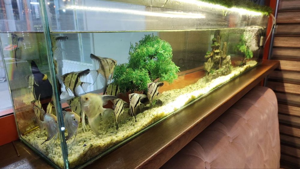 Baliq va akvarium 100lt dan oshiq