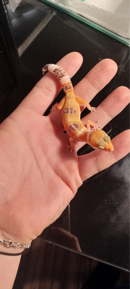 Vand gecko- leopard