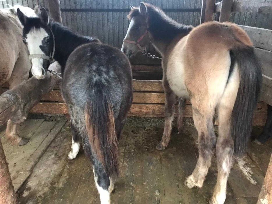 продам жеребят они апрельские