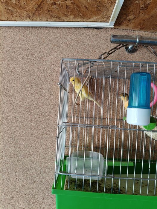 Подаётся канарейки