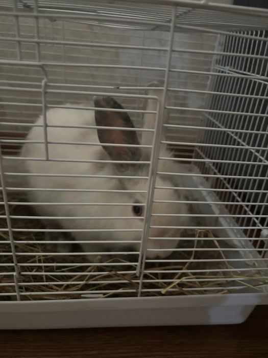 Декоративный кролик в добрые руки