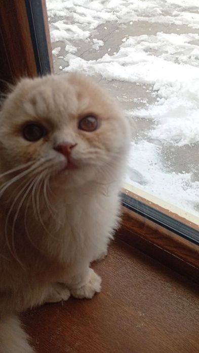 Ўргатилган уй мушуги сотилади. Нархи келишилган холда. Бухоро шахрида