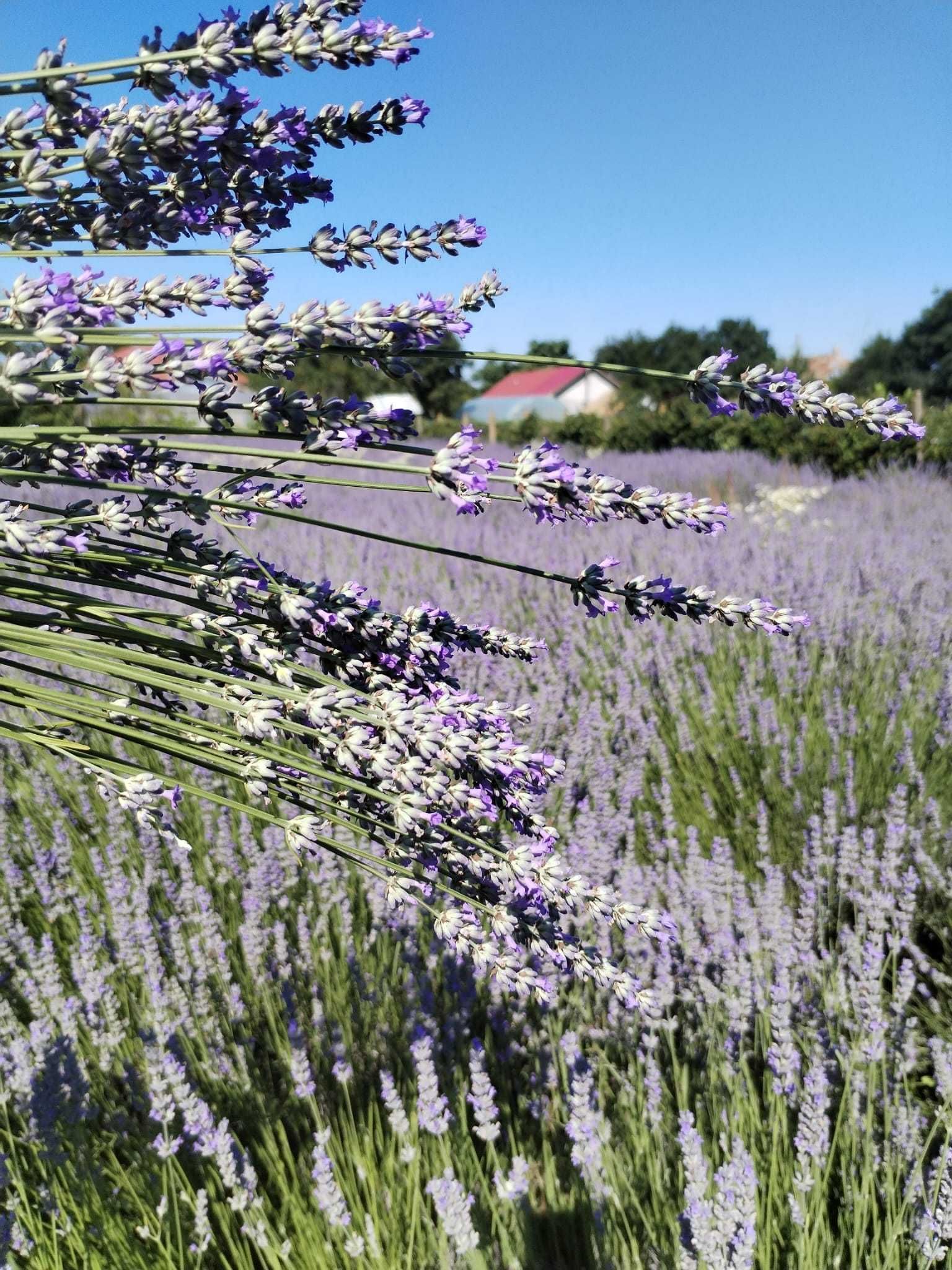 Vand floare de lavanda uscata