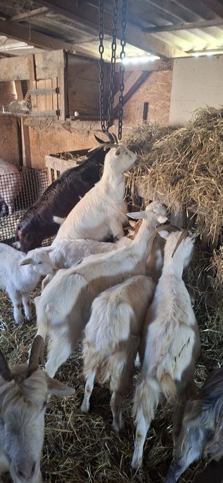 Vând capre gestație