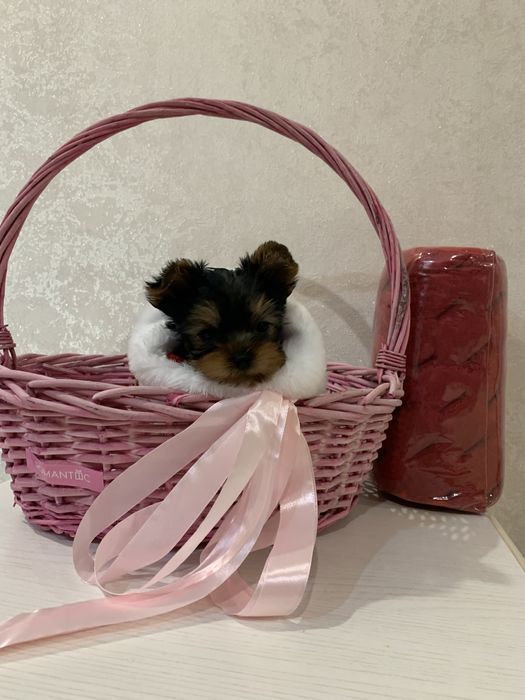 Йоркширский Терьер Подарок На Новый Год