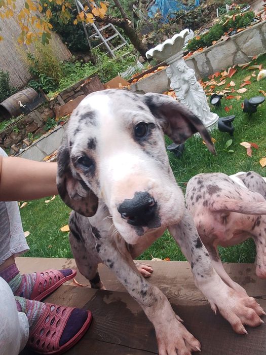 Немски дог - шампионска