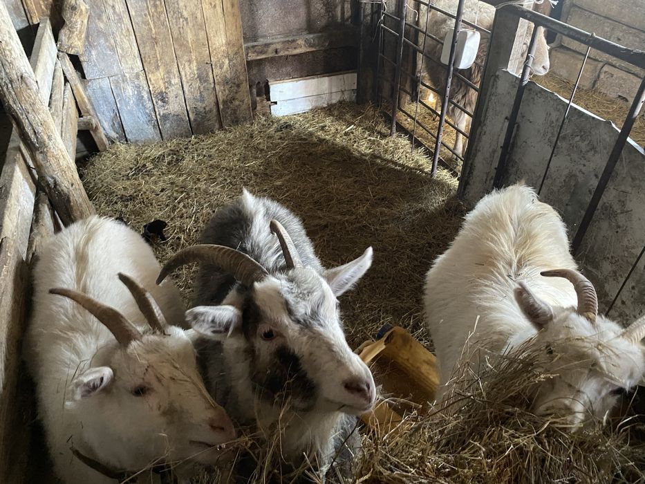 Продам козу, овечку, кур несушек не дорого