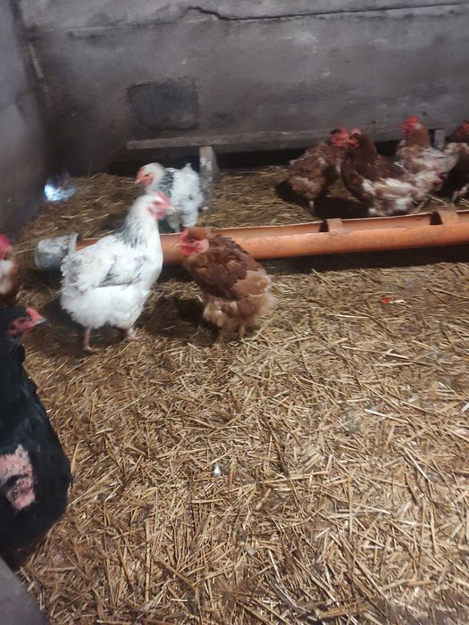 Vând găini de casă