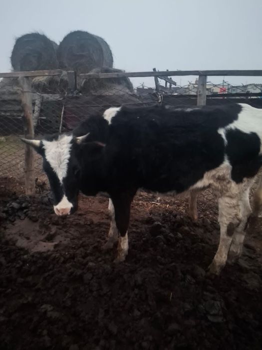 Қашар сатылады..