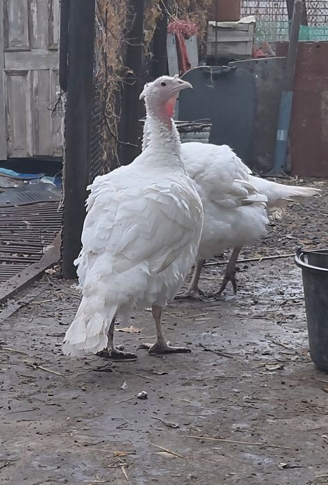 Продам мясо инюка