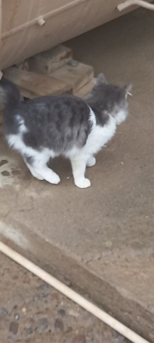 Mushuklar tekinga beriladi