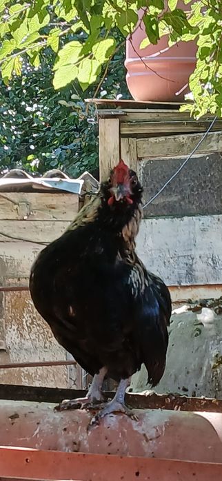 Găini pitice și cocoșei