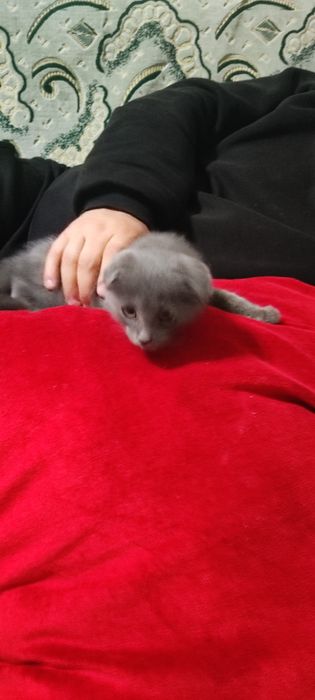 Вислоухий котёнок