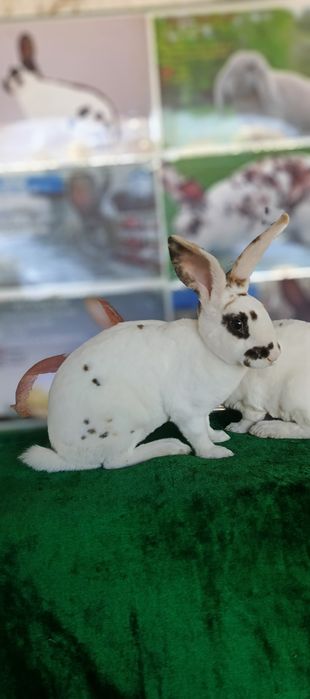 Рекс триколор куёнлари