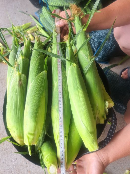 Porumb zaharat soi Messenger