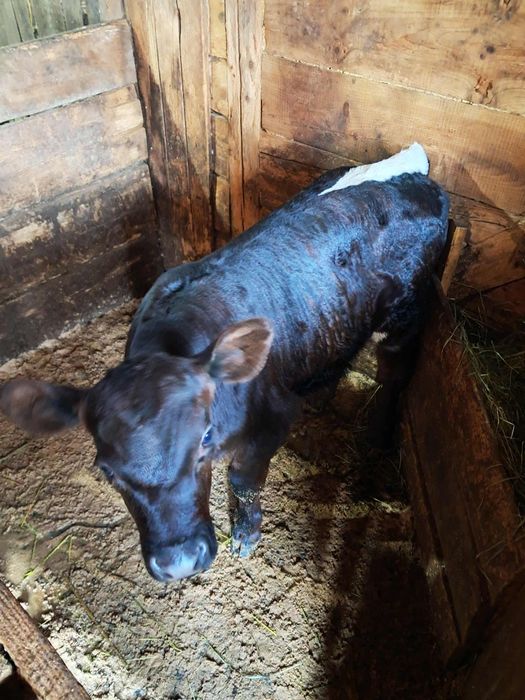 Vand o junica la prima fatare cu vitel de 5 saptamani