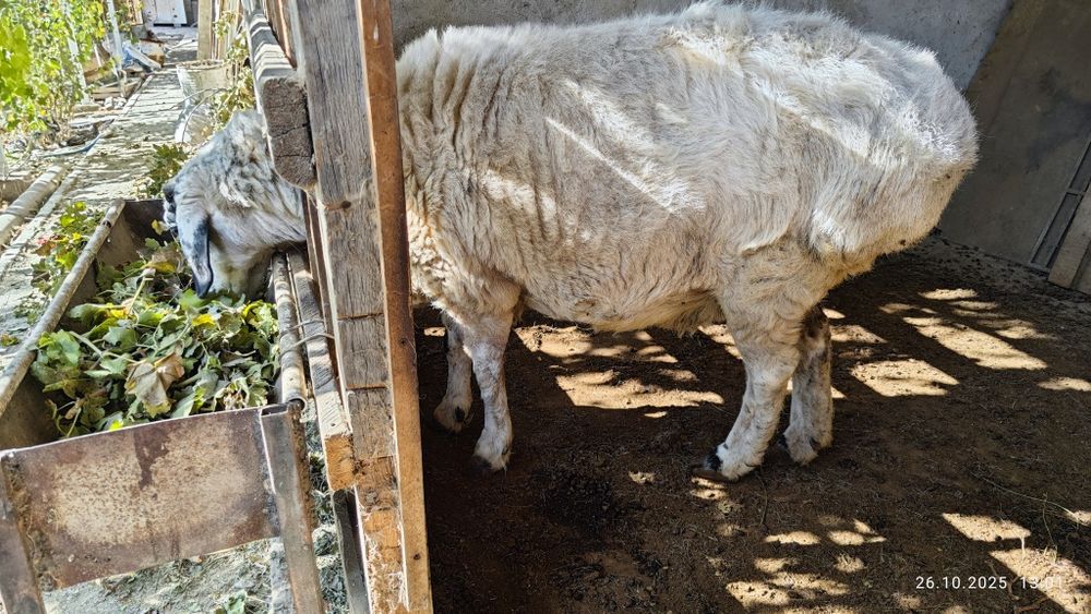 Продам овцу. Казок куй сотаман