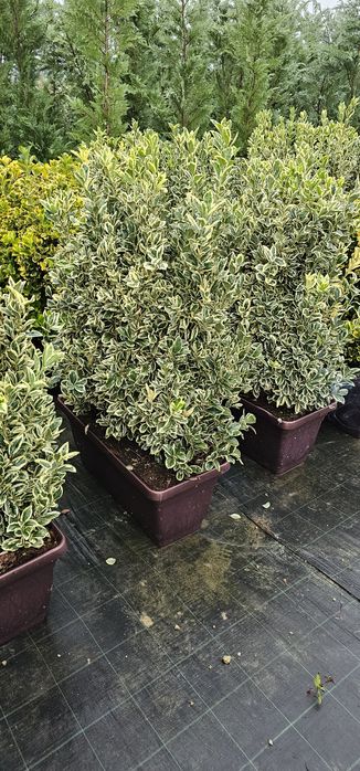 Tuia prunus  brazi verzi si argintii și alte varietăți