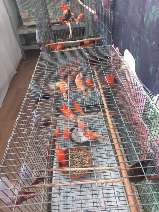 Vând canari gospodăria proprie