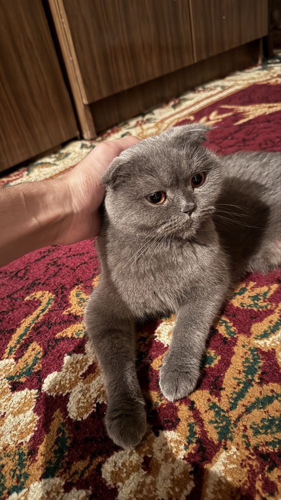 Scottish Fold ayol (urg’ochi) mushuk