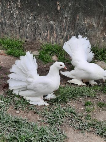 Porumbei rotați indieni