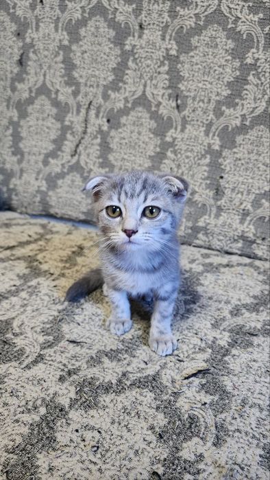 Продаются котята 3 месяца