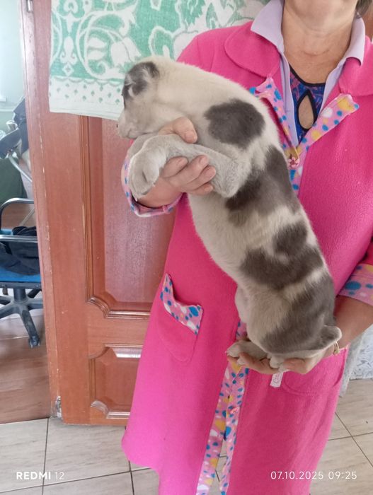 Алабай 2 месяца.