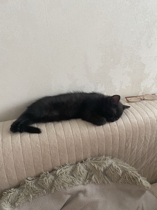 Котенок черный два месчца