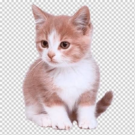 Котёнок / mushuk bolasi