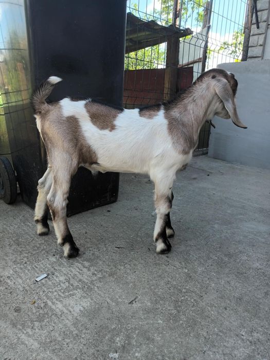 Vând Țap Anglonubian