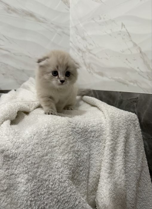 Котенок в хорошие руки