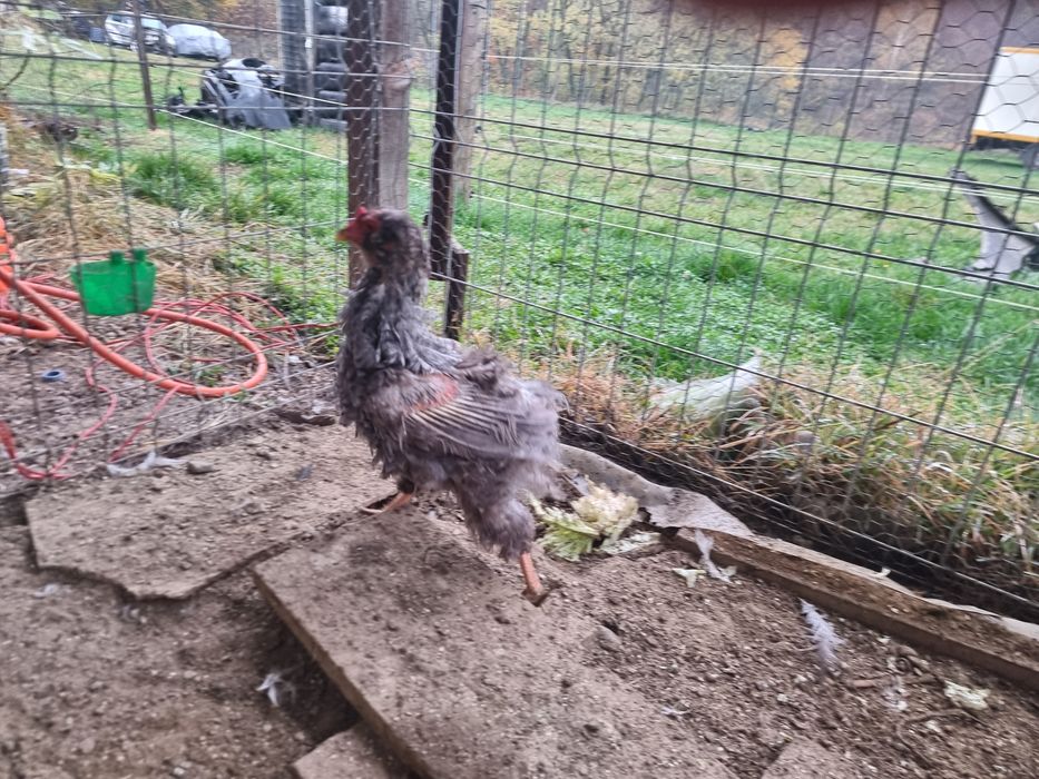 Araucana 2+1 potarnichiu si barat