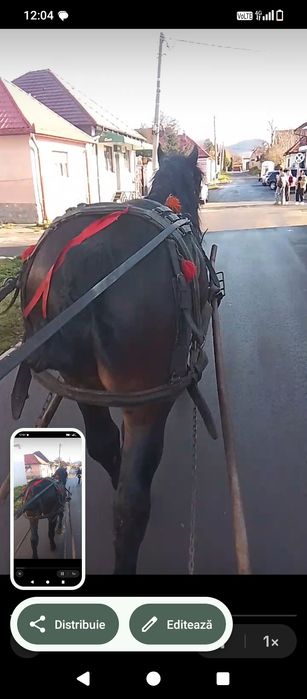 Mânz de vânzare sau schimb pe o mânză