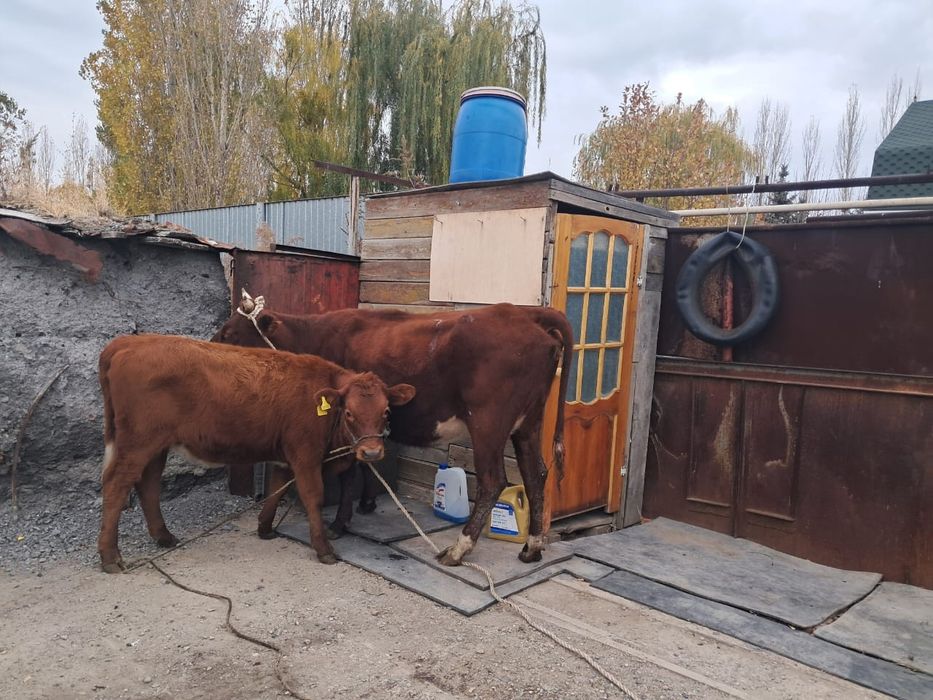 Бызаулы сиыр сатам.