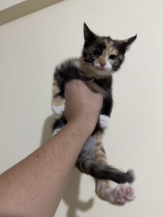 Mushuk bollari hadyaga beriladi toshkenda oqip tel qlila