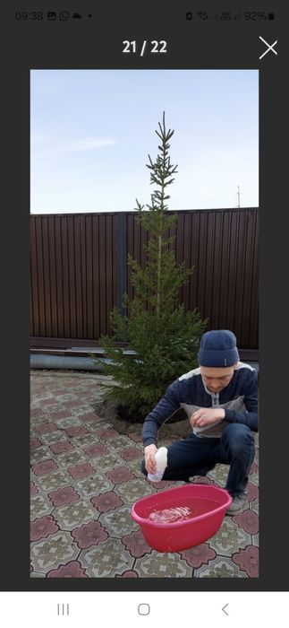 Посадка и пересадка деревьев спил Стрижка деревьев Посев газона скос