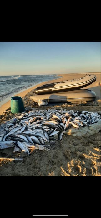 Продаётся свежая кефаль из Ералы/Курыка кг 1000 тг