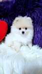 Pomeranian pedigree FCI - Top calitate